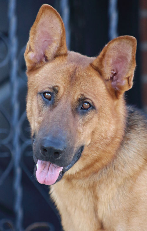 Chinook fashion german shepherd mix